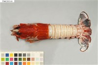 藏品(海神後海螯蝦)的圖片